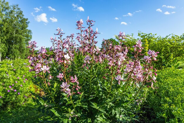 夏の庭にディクタムヌス・アルバスの開花植物が咲く