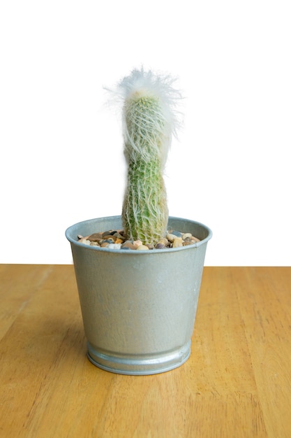 Die cut of Cactus in a small Aluminum pot on wooden background focus selective