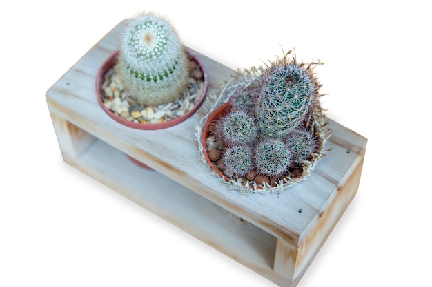 Die cut of Cactus in wooden box, focus selective.