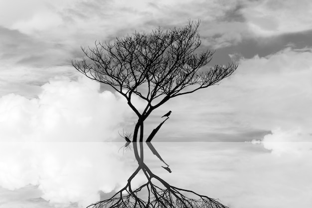 水アートの抽象的な写真で死ぬ木