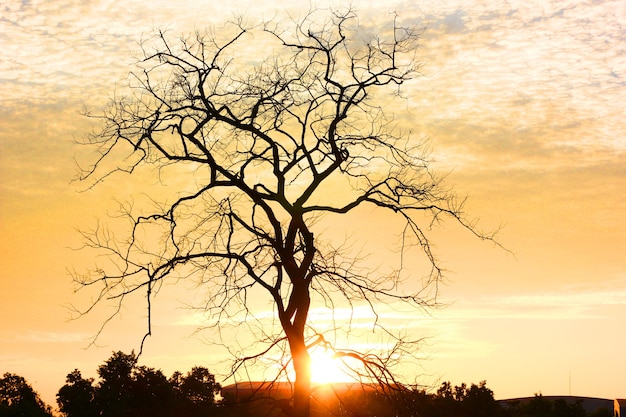 the  die tree with sun set background