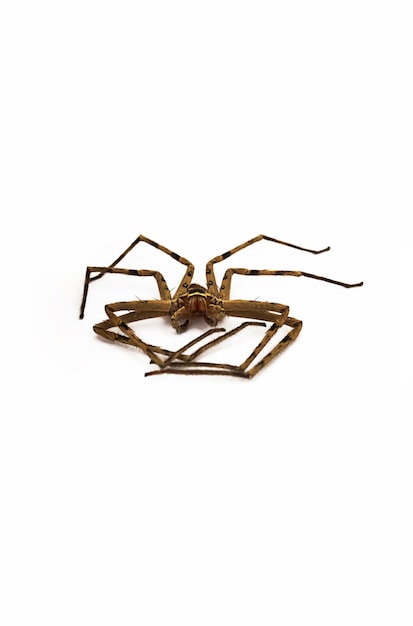 Died heteropoda venatoria huntsman giant crab spider on white