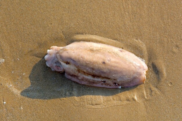 Умерший кальмар на пляже