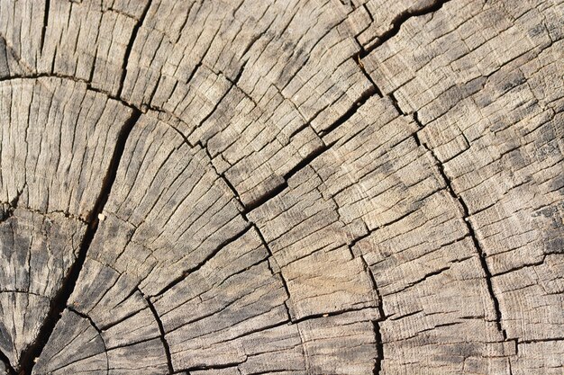 died wood texture background