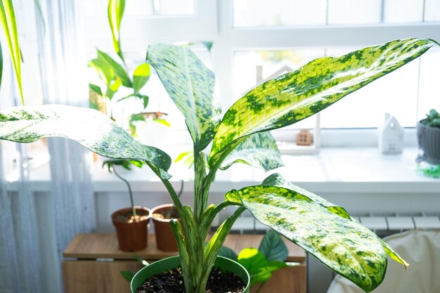 Photo dieffenbachia banana on the table for transplanting and caring for domestic plants in the interior of a green house with potted plants