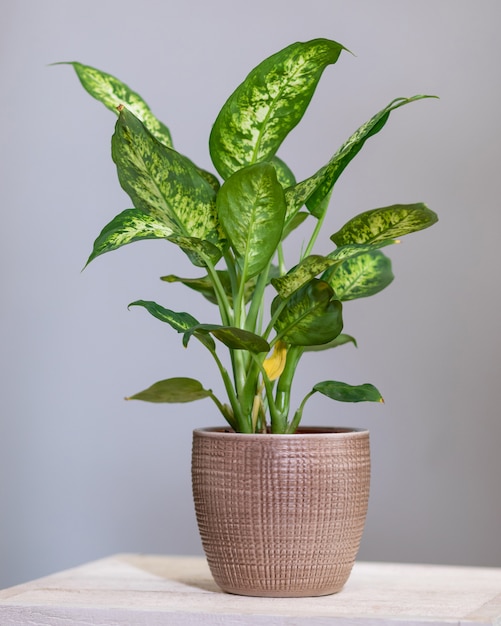 Dieffenbachia dumb canes impianto vicino