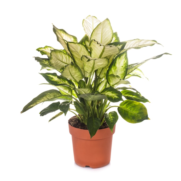 Dieffenbachia groeit in bloempot geïsoleerd op wit