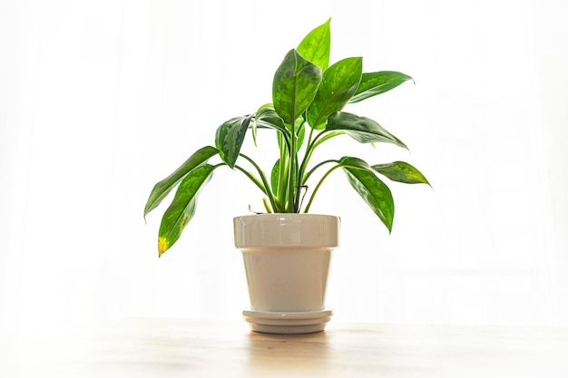 dieffenbachia indoor plant big green leaves evergreen indoor flower in a flower pot on the table