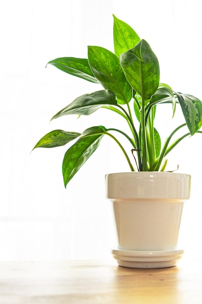 dieffenbachia kamerplant grote groene bladeren groenblijvende kamerbloem in een bloempot op tafel