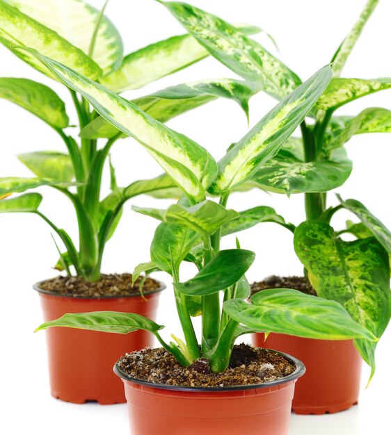 Dieffenbachia of dumbcane