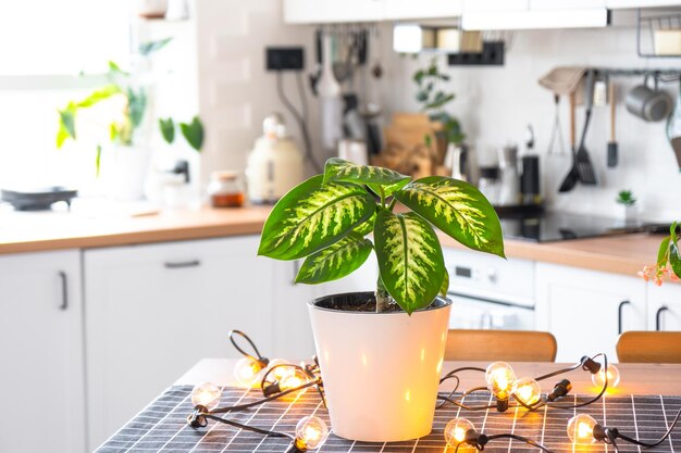 Photo dieffenbachia in a pot in the interior of the house in the kitchen illuminated by garland lamps potted plant in a green house