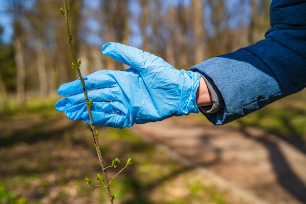 Dien beschermende blauwe handschoen in die groene tak toont aan de camera. Onscherpe achtergrond met hoge bomen. Quarantaine tijd. Corona-epidemie. COVID-19 en het coronavirus. Pandemie.