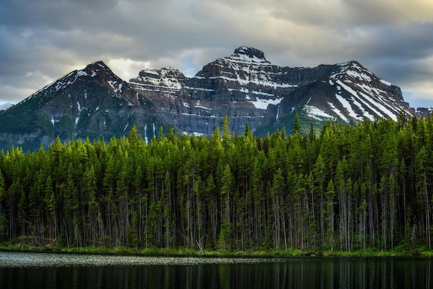 Diep bos langs Herbert Lake in Banff National Park Canada