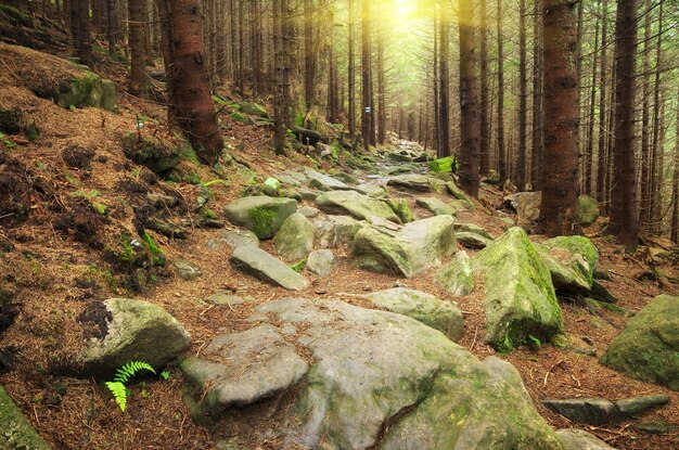 Diep in vuren bos