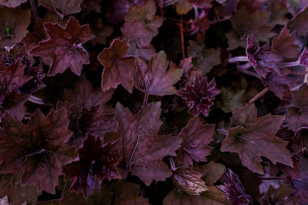 Foto diep paarse bladeren natuurlijke patroon achtergrond. violet bladeren textuur achtergrond.