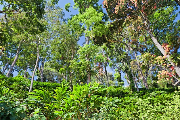 Diep tropisch bos