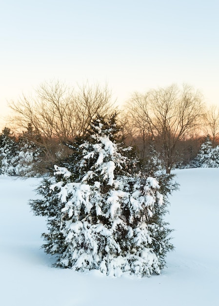 Foto diepe sneeuw in drifts bedekken dennenboom