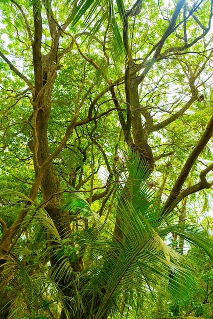Diepgroen bos van tropische regenwoudvegetatie foto van tropische regenwoudvegetatie