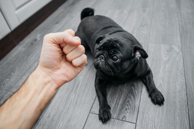 Dier en echtgenoot, vuist over hond zwarte pug