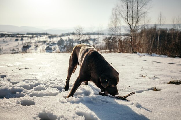 Dier in de sneeuw een Labrador