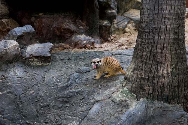 Dier in dierentuin Zuid-Afrika