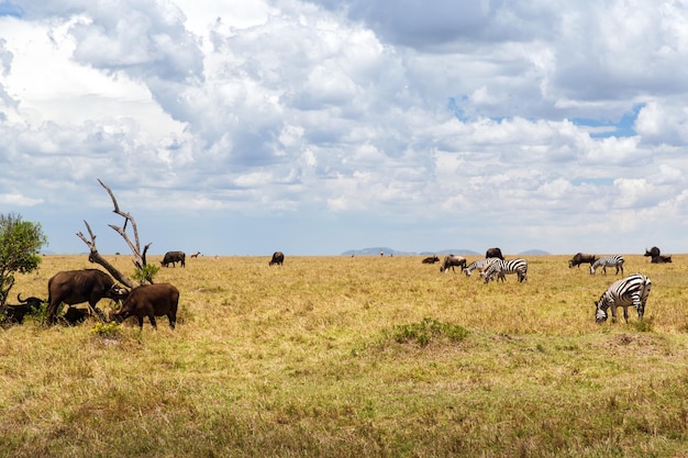 Foto dier-, natuur- en wildlife-concept - groep verschillende herbivoordieren in maasai mara nationale reserve savanne in afrika