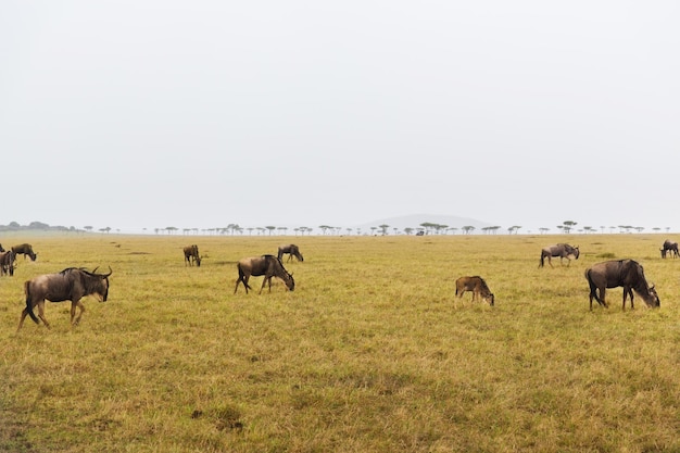 dier-, natuur- en wildlife-concept - wildebeesten grazen in de maasai mara nationale reserve savanne in afrika