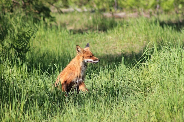 Dier op het gras