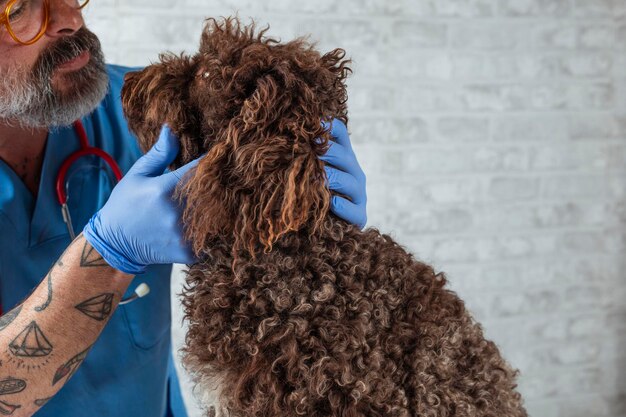 Foto dierarts onderzoekt een hond