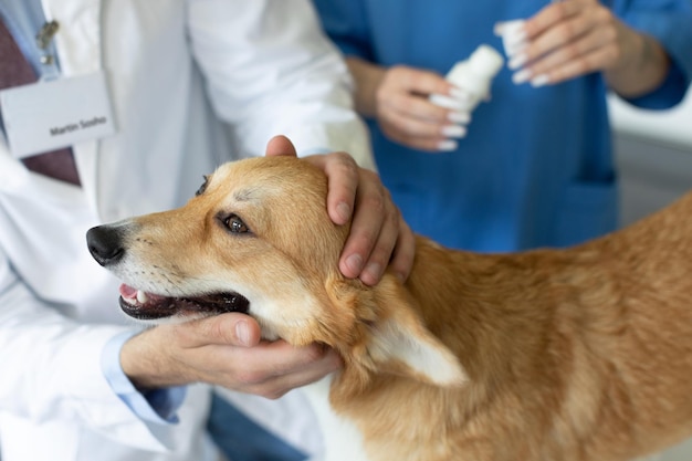 Dierartsartsen die een mooie Pembroke Welsh Corgi hond verzorgen en onderzoeken tijdens