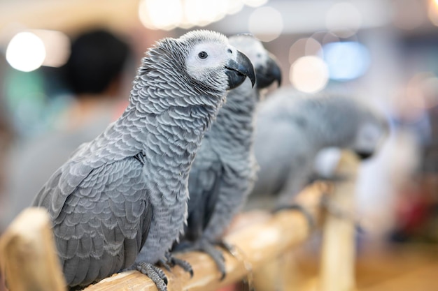 Dieren Drie grijze Afrikaanse papegaaien