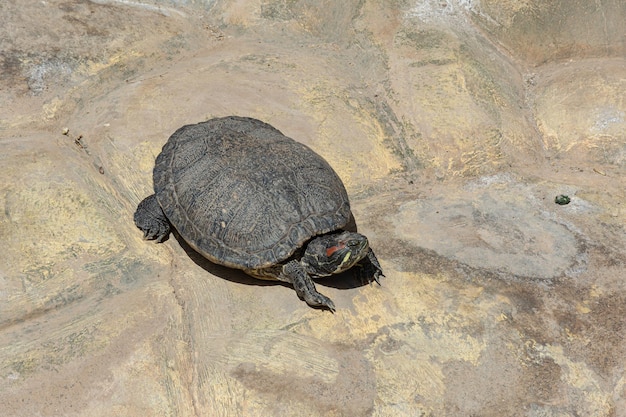 Dieren Een waterschildpad koestert zich in de zon op een rotsstrand