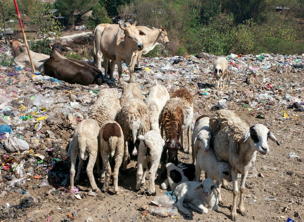 Dieren en afvalverzamelaars op stortplaatsen dumpen afval op de uiteindelijke verwijdering