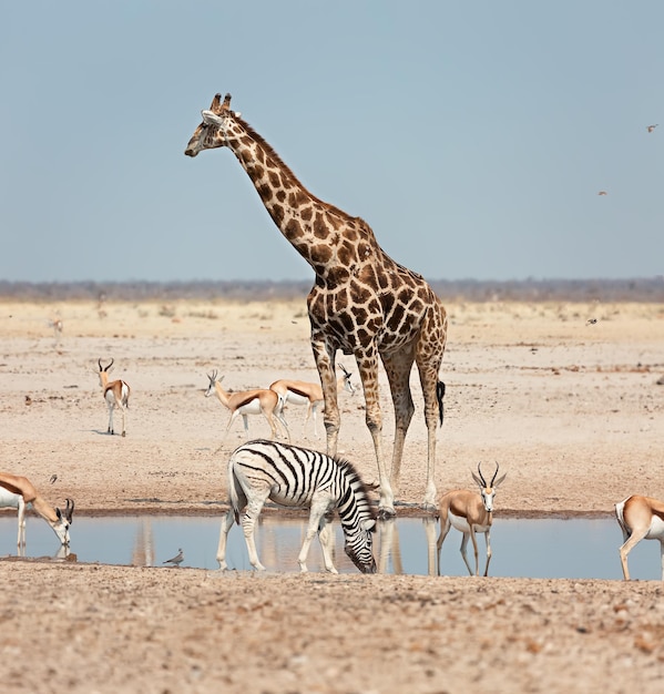 Dieren giraffe zebra springbok in de buurt van een drinkplaats in etosha national park namibië afrika