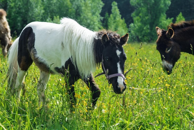 Dieren grazen in het veld op een heldere dag