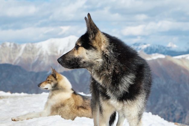 Dieren in de bergen, honden in de sneeuw, liggend op een besneeuwde helling, close-up