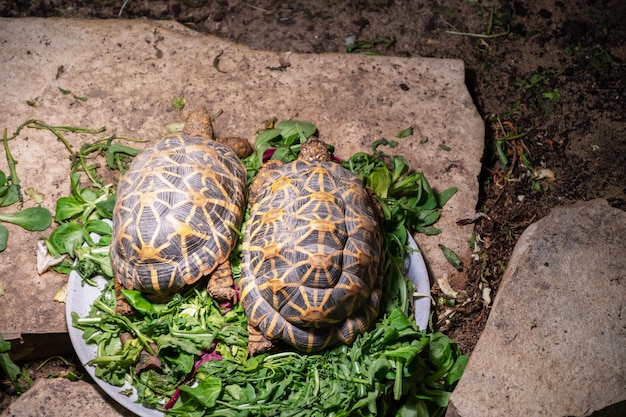 Dieren in de Duitse dierentuin in Augsburg