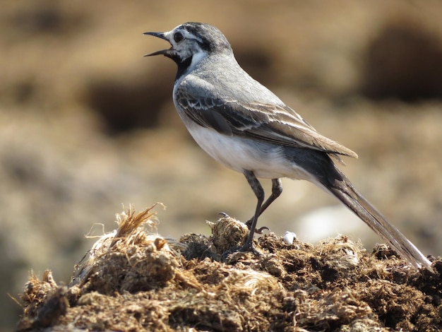 Dieren in het wild met prachtige vogels