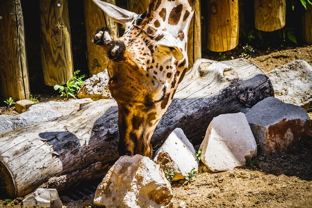 dieren in het wild, prachtige giraf in een dierentuinpark