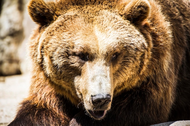 dieren in het wild, Spaanse krachtige bruine beer, enorm en sterk wild dier