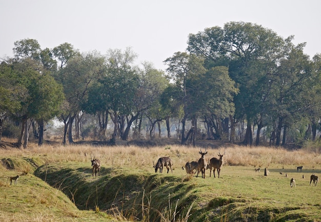 Foto dieren in south luangwa