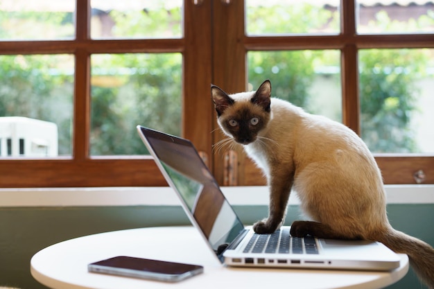 Dieren kat die zich gedraagt als een mens Kat die aan een laptop werkt