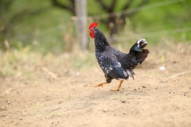 Dieren op boerderij runderen kip en varken in landschap in bos