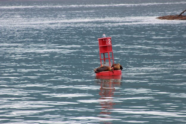 Foto dieren op een boei op zee