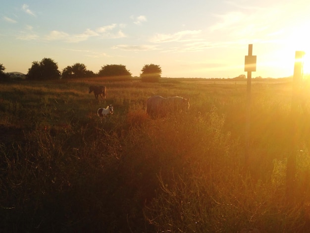 Foto dieren op het landschap