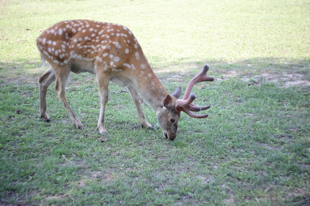 Foto dieren sikahert eet een gras op een weiland