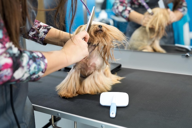 Dieren trimmen trimmen drogen en stylen honden kammen wol