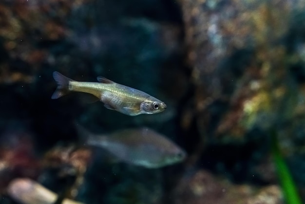 Dieren van de onderwaterwereld van de zee Ecosysteem Veelkleurige tropische vissen Leven in een koraalrif Foto van hoge kwaliteit