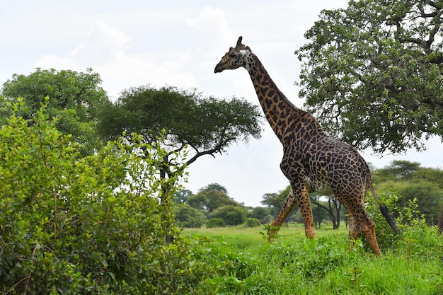 dieren van wilde afrikaanse giraf in het nationale park in tanzania