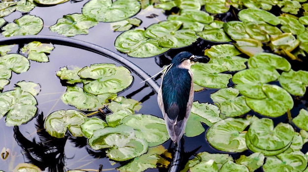 Dieren vogels